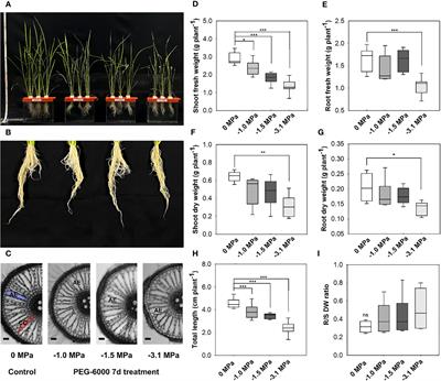 ABA-dependent suberization and aquaporin activity in rice (Oryza sativa L.) root under different water potentials